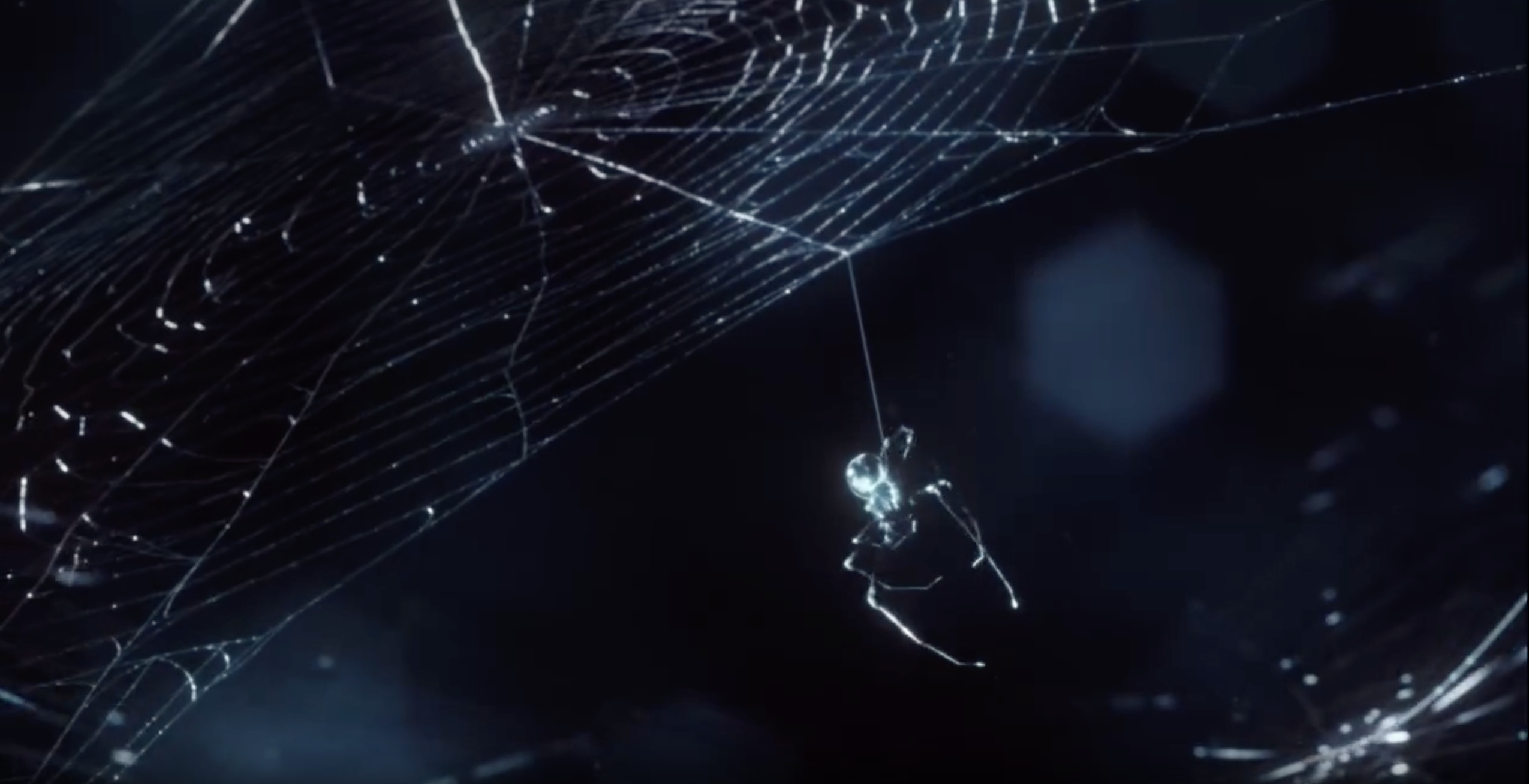 Cupra – Spider